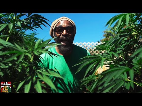 I-Taweh feat. Nambo Robinson - Herb Treez [Official Video 2016]