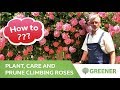 How to plant, care and prune climbing roses? - all about climbing roses