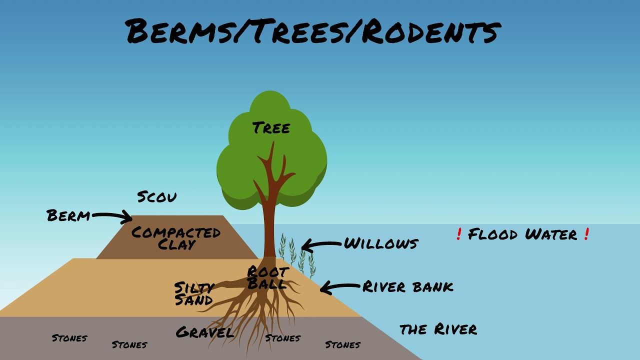 Darwin talks berms trees and rodents   animated