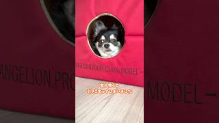 犬、虫が怖くて引きこもる。  #犬との暮らし #chihuahua #dog