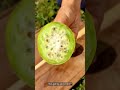 Barbary Fig (spikeless) video