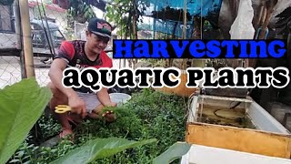 HARVESTING AQUATIC PLANTS