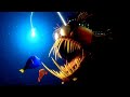 Finding Nemo In Tamil