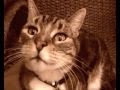 CHRIS REA  - Looking For a Rainbow