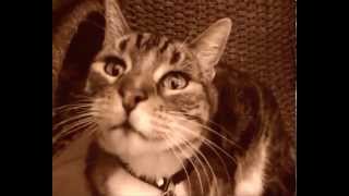 CHRIS REA  - Looking For a Rainbow