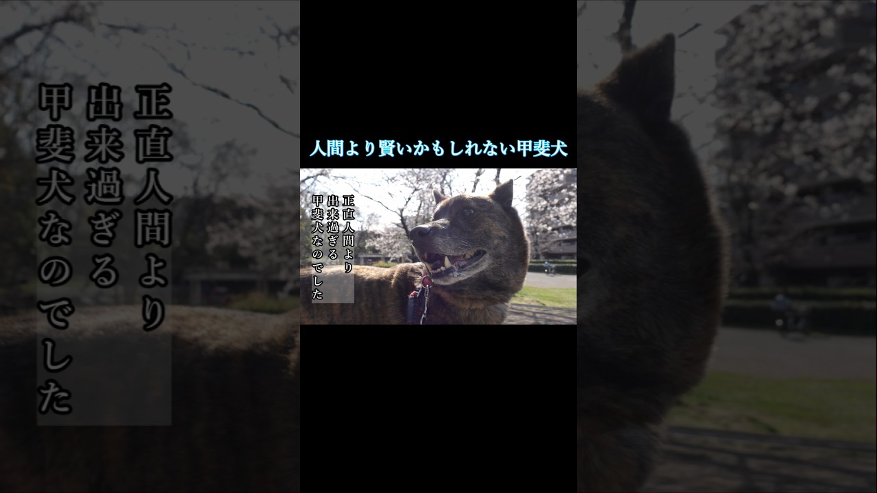 人間より賢いかもしれない甲斐犬　#甲斐犬 #柴犬 #youtubeshorts