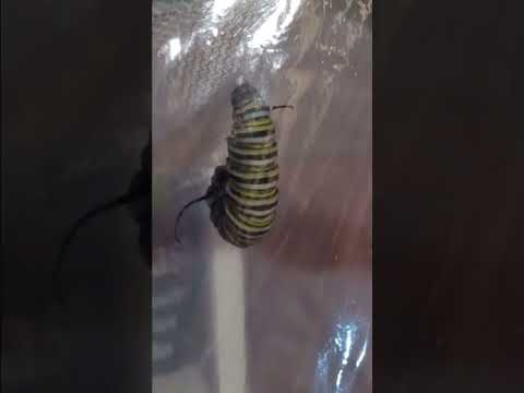 Raising monarchs part 1