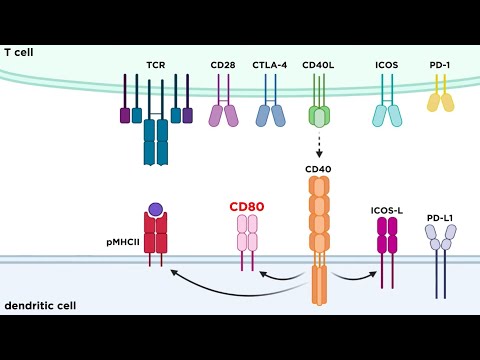 Types of Immune Cell Receptors