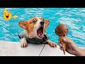 Funniest Animals on the Internet 😂 Epic Dog & Cat Fails | Best Viral Animal Videos to Watch 2026 DEFAULT Thumbnail