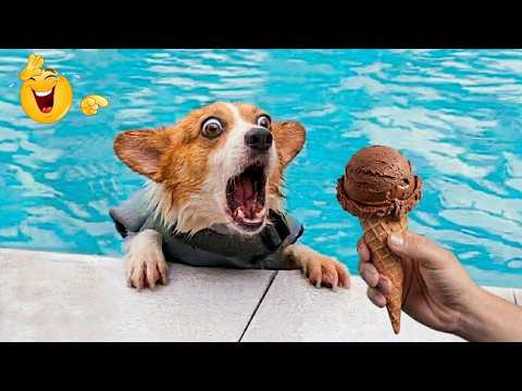 Funniest Animals on the Internet 😂 Epic Dog & Cat Fails | Best Viral Animal Videos to Watch 2026