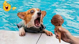 Funniest Animals on the Internet 😂 Epic Dog & Cat Fails | Best Viral Animal Videos to Watch 2026 MQDEFAULT Thumbnail