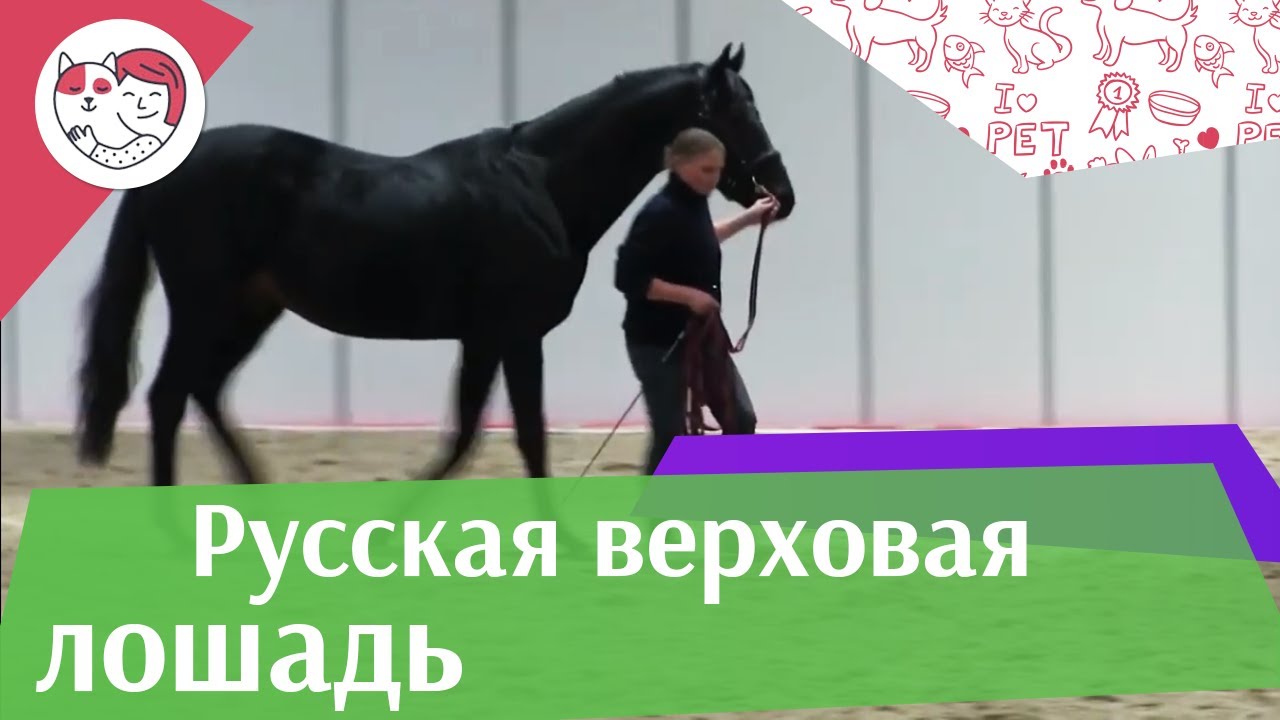 ЛОШАДИ Русская верховая порода ЭКВИРОС 2016 на ilikepet