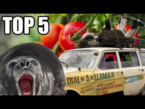 TOP 5 - Nejvtipnějších SCP