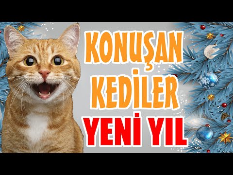 YENİ YIL ÖZEL KONUŞAN KEDİLER - EN KOMİK KEDİ VİDEOLARI