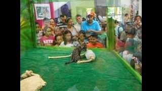 preview picture of video 'Presentacion Jaguar Zoológico Tamatán'