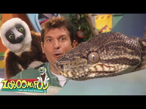 Snakebellies | Zoboomafoo - WildBrain | Movies for Kids