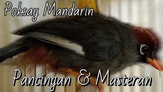 Download lagu Poksay Mandarin Gacor Cocok Buat Pancingan, Masteran Suara Asli Burung Poksay Mandarin mp3 Download lagu Poksay Mandarin Gacor Cocok Buat Pancingan, Masteran Suara Asli Burung Poksay Mandarin mp3