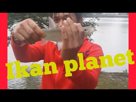 mancing dapat ikan MONSTER tapi gak Tau jenis nama ikan