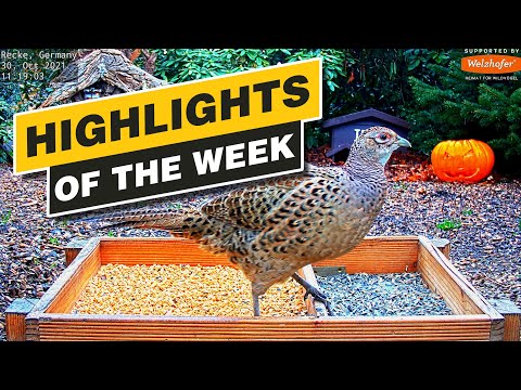 Highlights Of The Week - Recke, Germany - Week 43, Oct. 2021