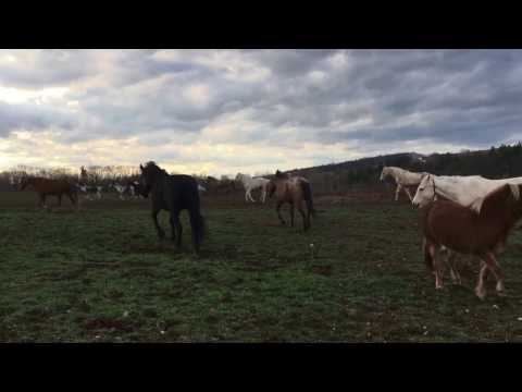 Galloping Horses: The Herd Gallops off into the Sunset