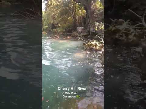 Cherry Hill Milk River Clarendon 🇯🇲