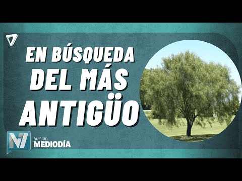 El árbol más ANTIGÜO: un aguaribay CENTENARIO destaca en Las Heras