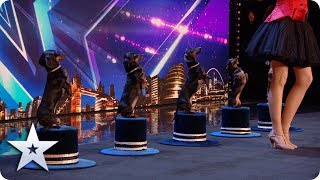 Doggies&#39; Got Talent! Diana Vedyashinka and her DANCING dogs! | Auditions | BGT 2020