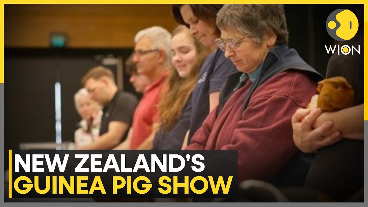 New Zealand Hosts National Guinea Pig Show | WION