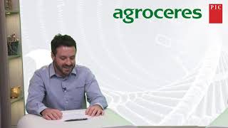 A importância da sanidade para a produção de suínos