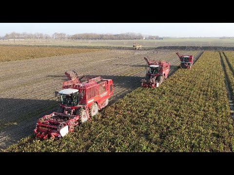 Vier VERVAET machines op één perceel! Bietenoogst door loonbedrijf Focquaert in België