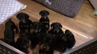 Video preview image #6 Doberman Pinscher Puppy For Sale in MARSHFIELD, MA, USA