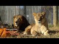 Hansen and Willow Roar at Pumpkin Prowl 2016