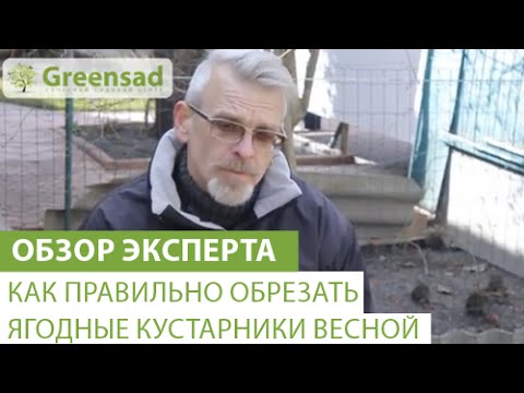 Как обрезать ягодные кустарники