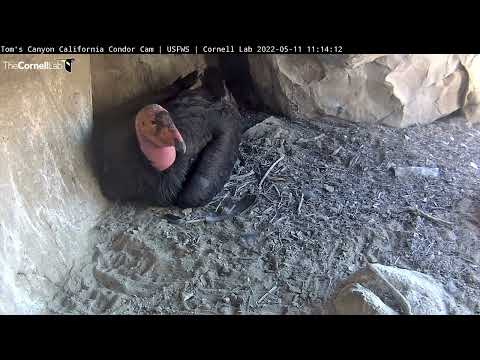 California Condor Female #846 Reveals Egg at Toms Canyon   May 11, 2022
