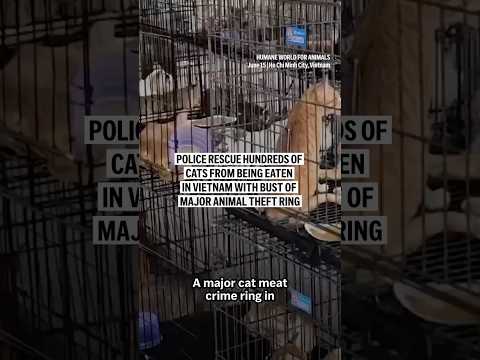 Police rescue hundreds of cats from being eaten in Vietnam with bust of major animal theft ring