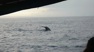 VI SÅ BLÅHVALER! (19/04/2016) - 1174