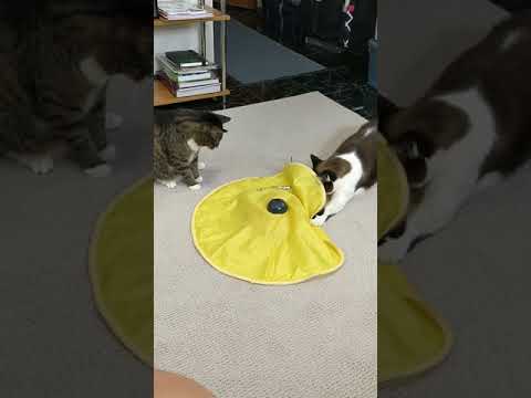 The laziest Cat's Meow