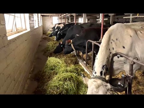 Tie Stall Repair In The Dairy Barn Just Like The Good Old Days!