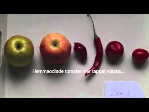 OdlingsTV testar Hemmaodlat vs köpt vad händer Dag 2