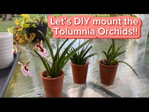 DIY mounting my Tolumnia Orchids!