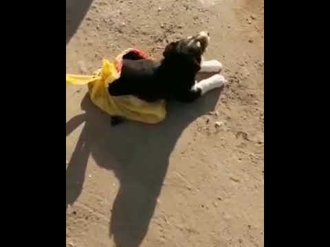 В Якутске засунули в пакет щенка и выкинули на помойку В Якутске засунули в пакет щенка и выкинули на помойку