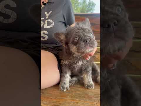 Video 1