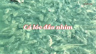 Mô hình nuôi cá lóc thâm canh 2 giai đoạn trong ao bạt