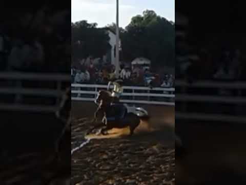 Vaquejada Raiz 10 - Santo Inácio do Piauí #playvaquejada #cavalo #vaquejada #horse