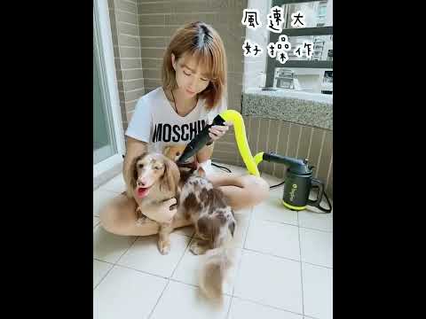 澳洲 bigboi 寵物冷熱吹風機含手持軟管組 Buddi PLUS+ 澳洲原裝進口 保固三年