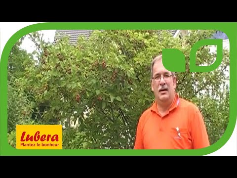 L'amélanchier : une espèce fruitière sous estimée