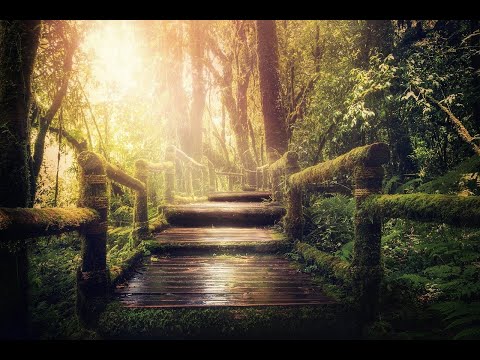 Rainforest Sounds | Fall Asleep With The Sound Of Rain | Relax And Calm Your Mind | Stress Reliever.