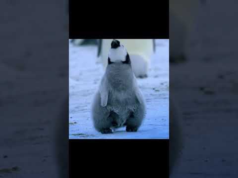 Śnieżny Breck x IcyDiego - Iglo Disco (prod. Skipper) ft. Pingwiny z Madagaskaru