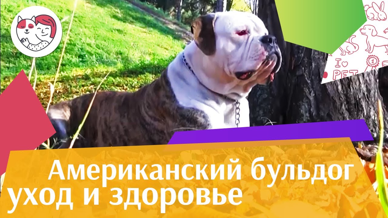 Американский бульдог Уход и здоровье на iLikePet