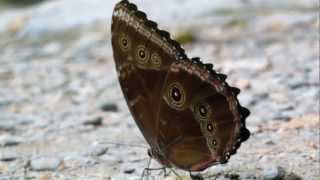 preview picture of video 'Blue Morpho Butterfly'